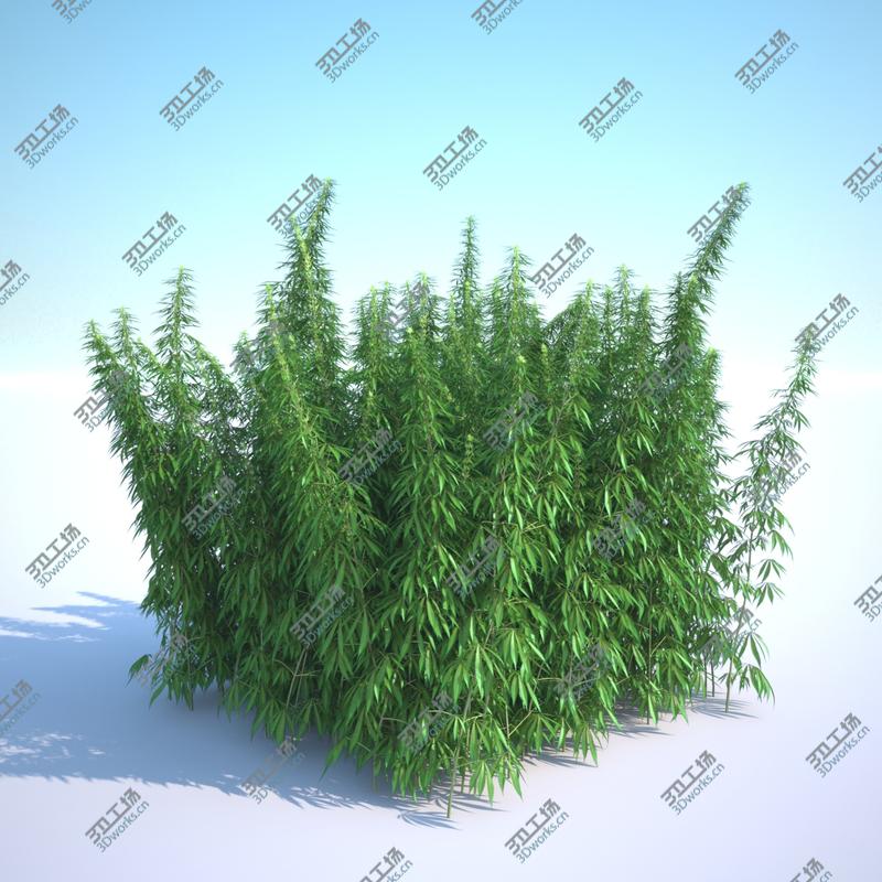images/goods_img/20210313/Cannabis Sativa Field/4.jpg